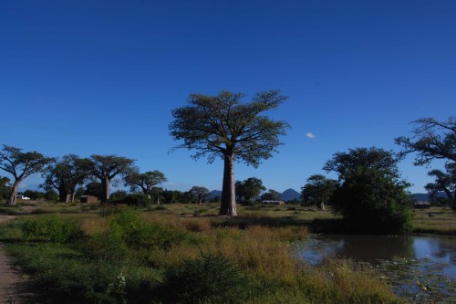 The Baobab Tree , Lake Malawi, photo by Richard Dove