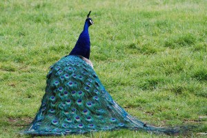 dsc_0230-peacock-cropped-small1